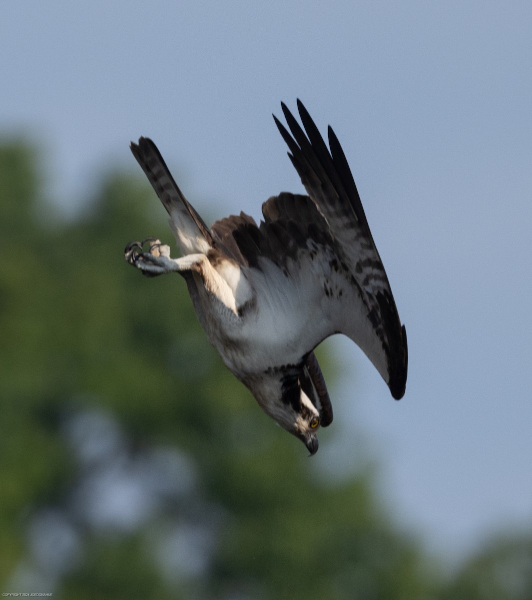 Osprey - ML621548643
