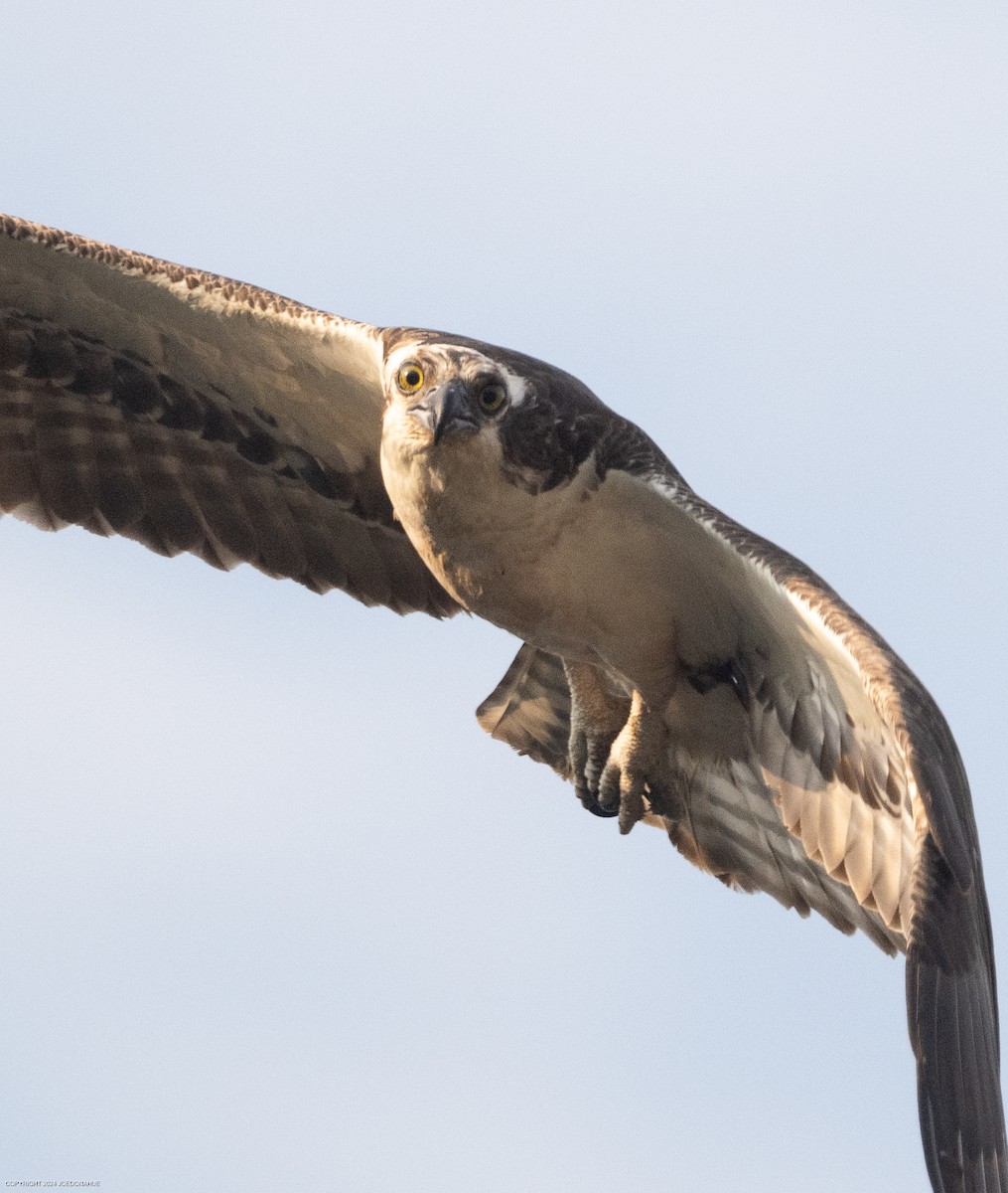 Osprey - ML621548647