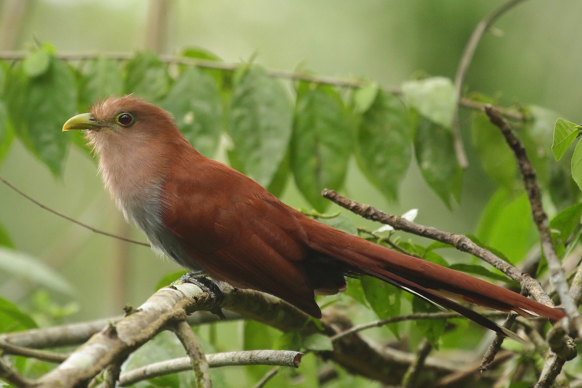 Squirrel Cuckoo (Middle America) - ML621548676