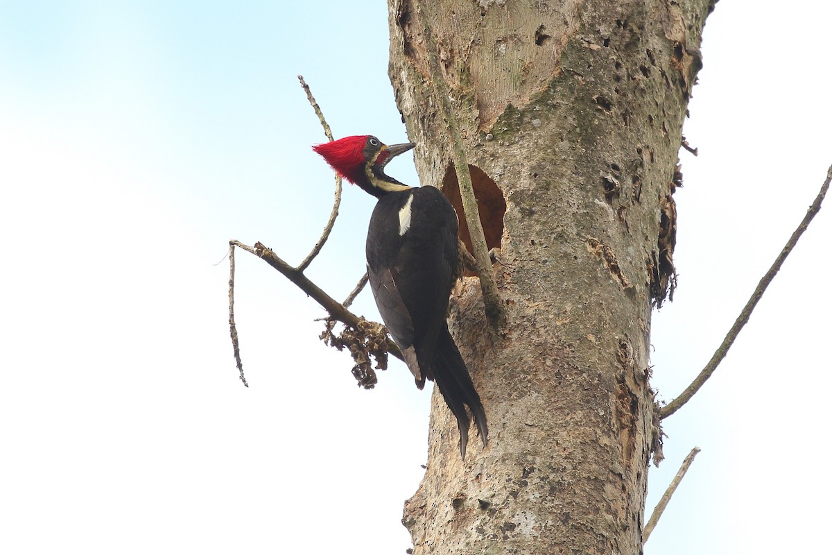 Lineated Woodpecker (Lineated) - ML621548701