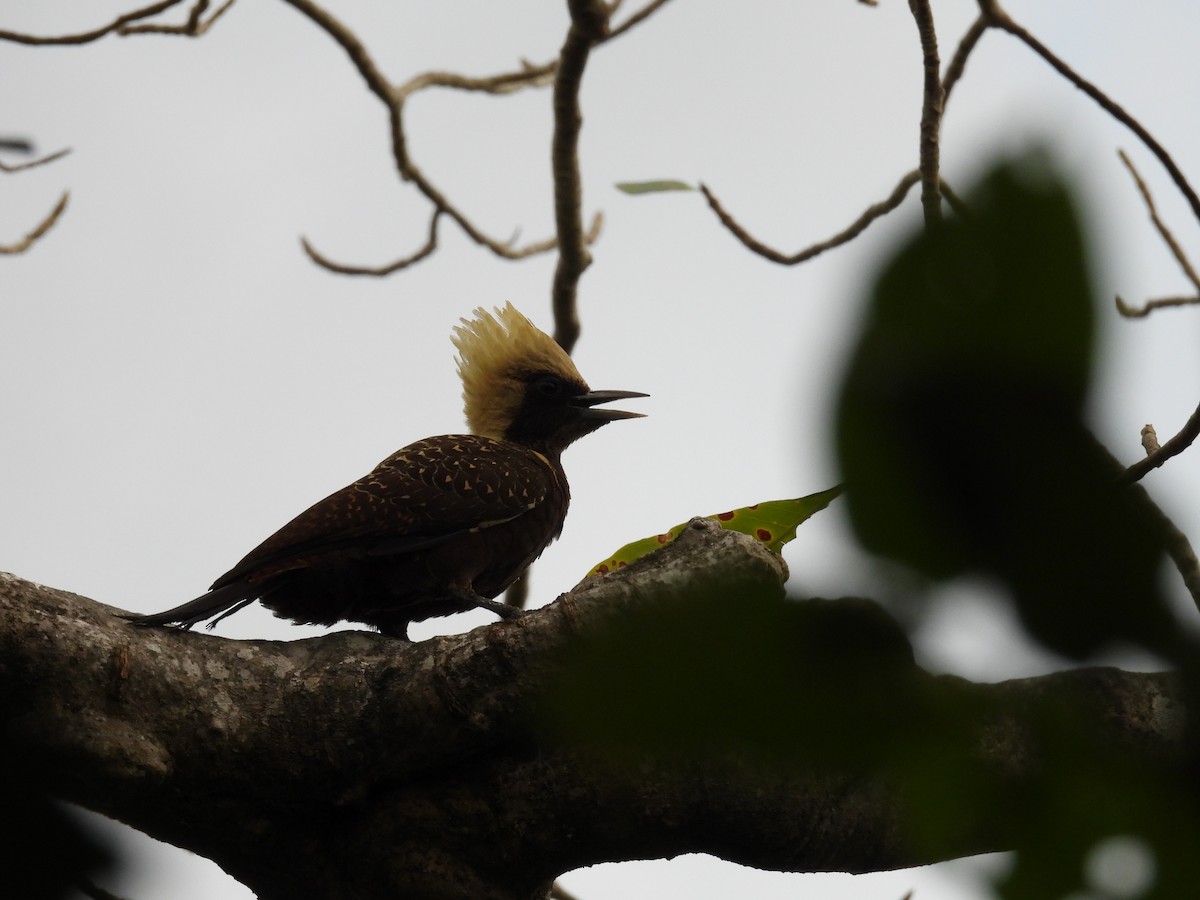 Pale-crested Woodpecker - ML621548726