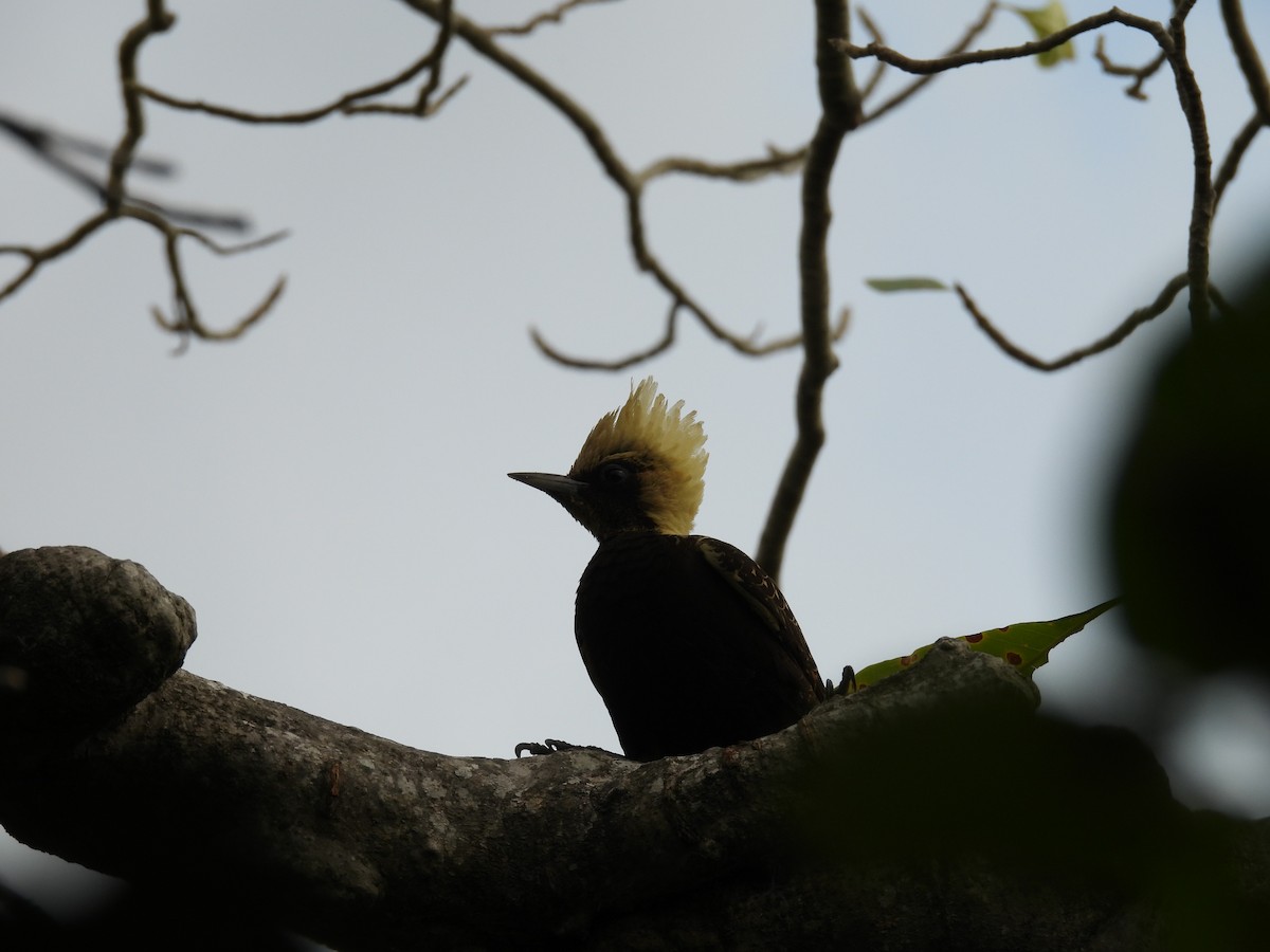 Pale-crested Woodpecker - ML621548729