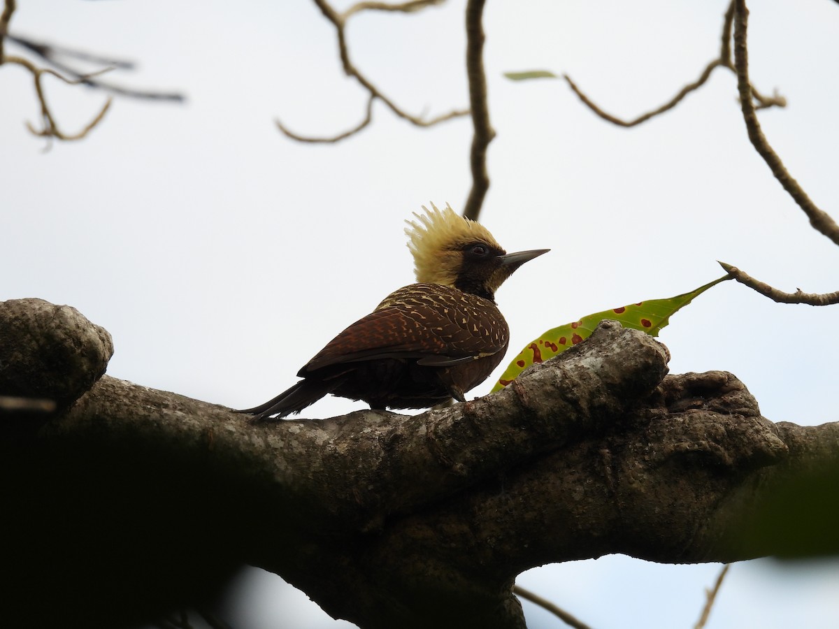 Pale-crested Woodpecker - ML621548735