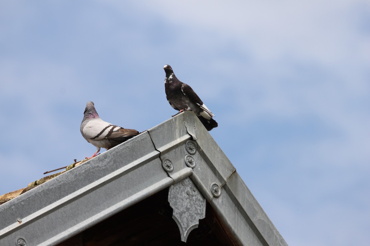 Rock Pigeon (Feral Pigeon) - ML621548756