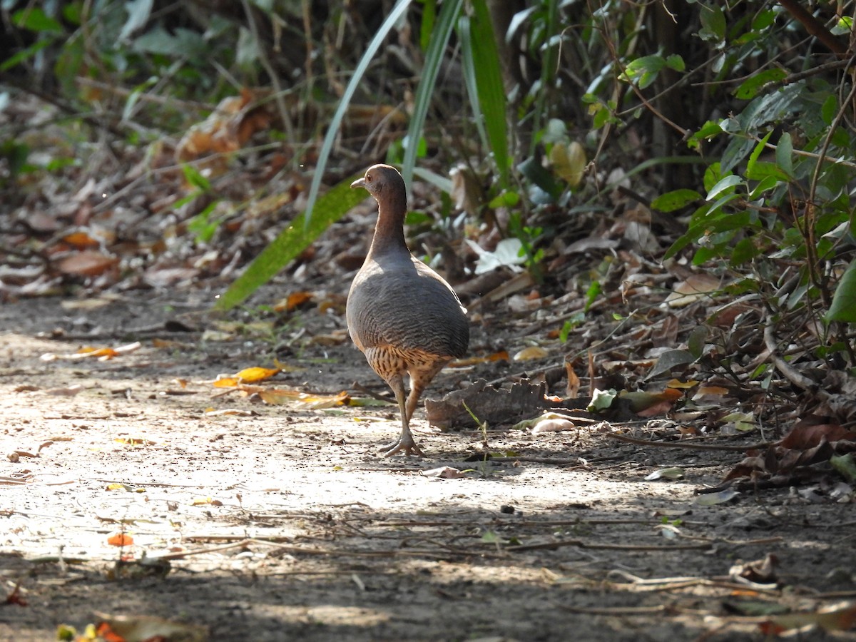 Undulated Tinamou - ML621548758