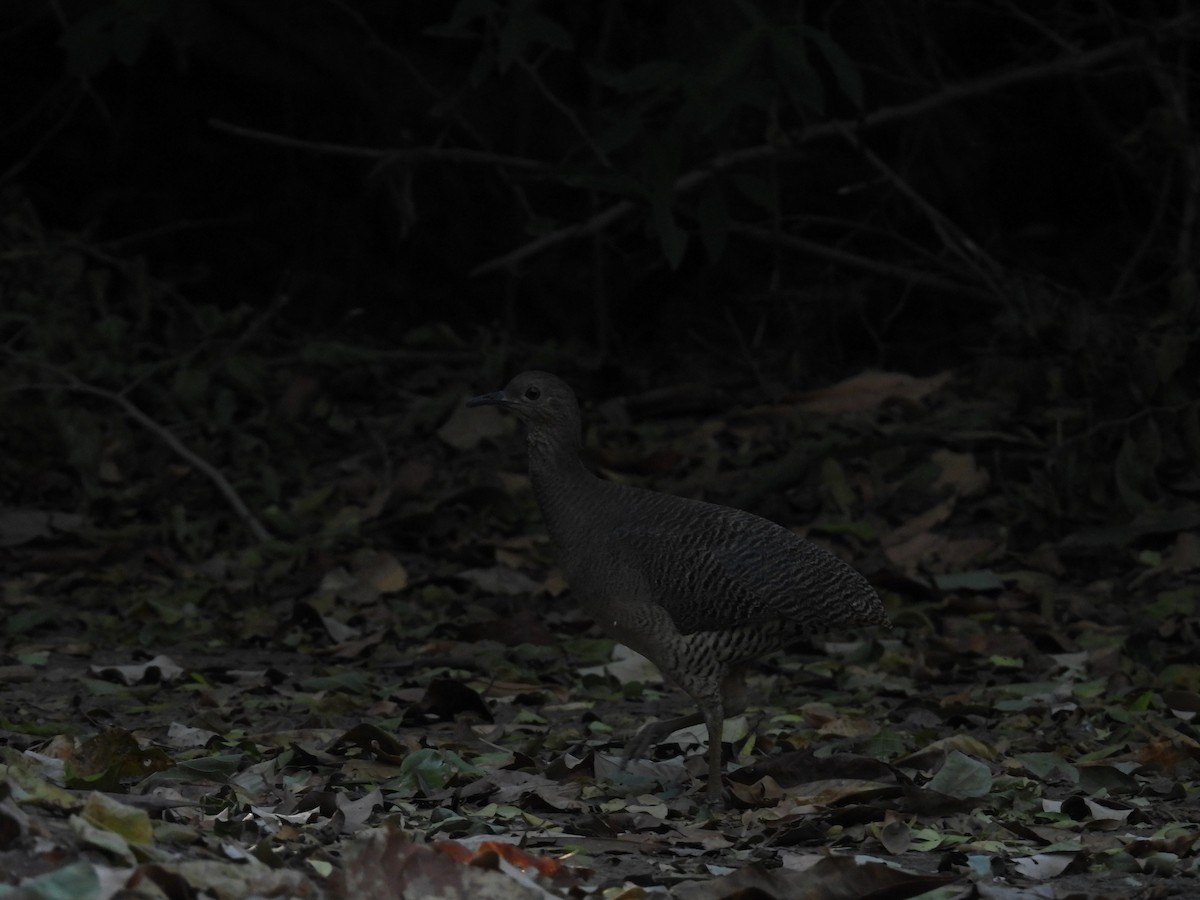 Undulated Tinamou - ML621548760