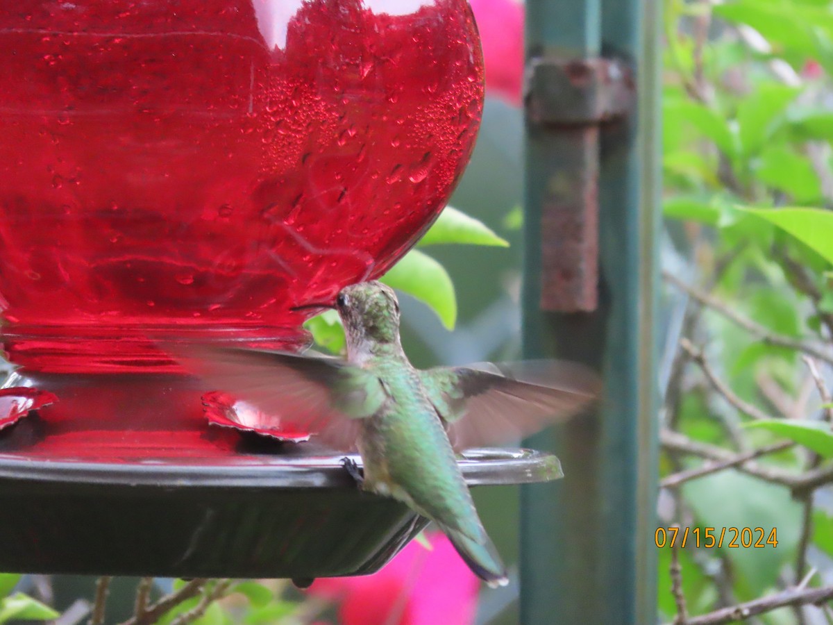 Ruby-throated Hummingbird - ML621548790