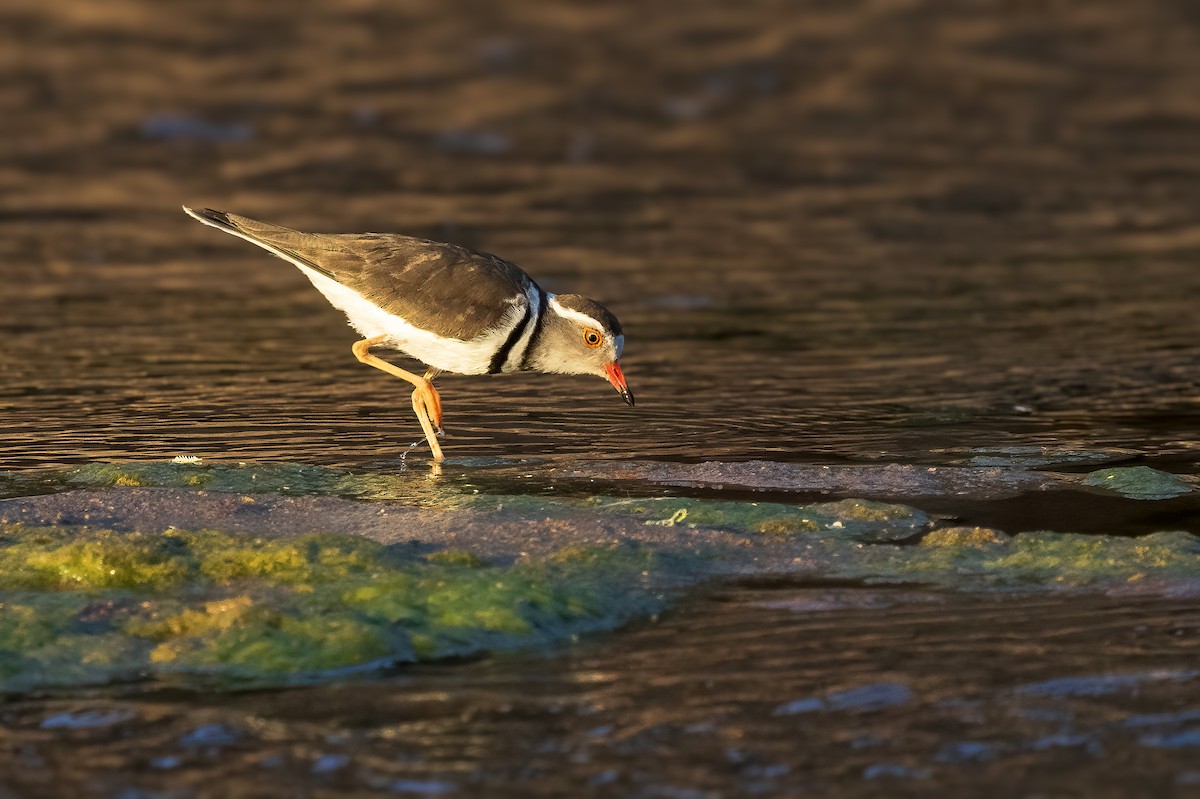 Three-banded Plover - ML621548815