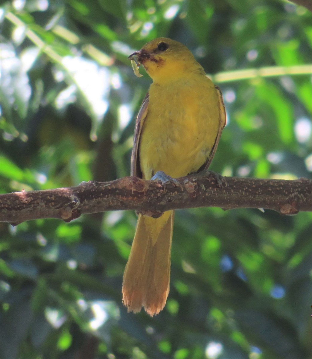 Orchard Oriole - ML621548818