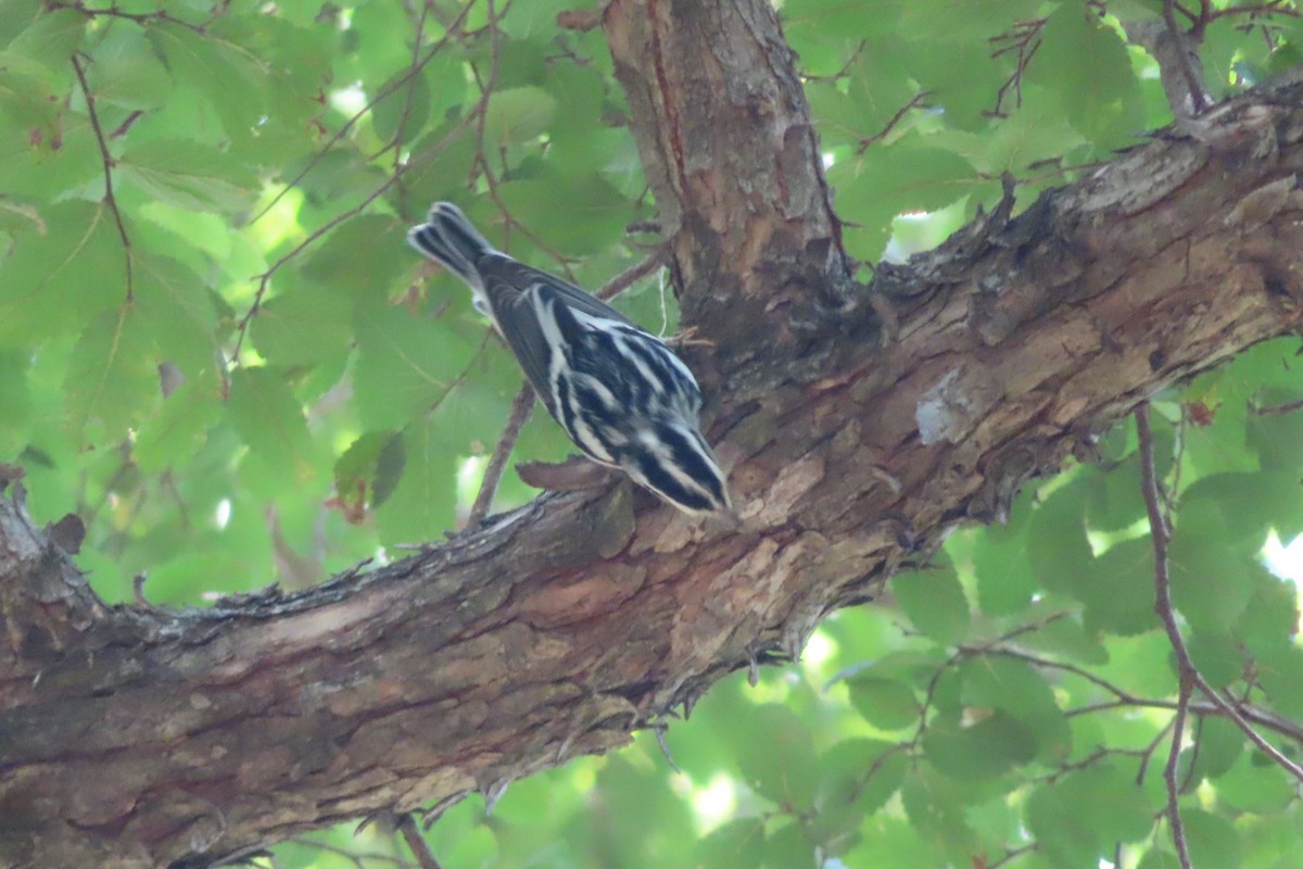 Black-and-white Warbler - ML621548819