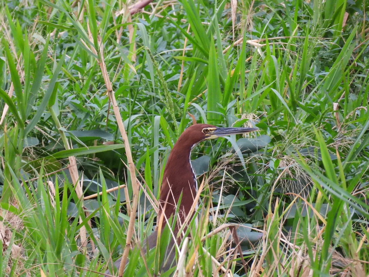 Rufescent Tiger-Heron - ML621548823