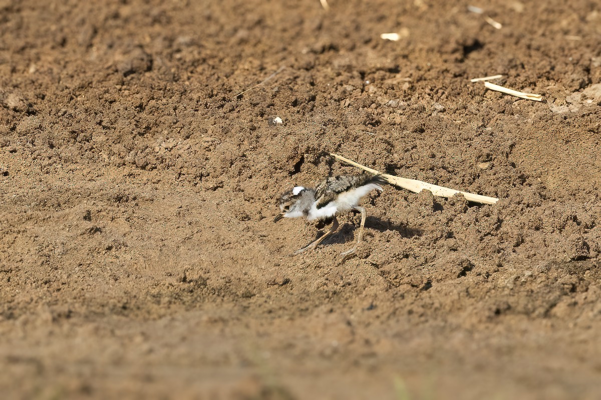 Three-banded Plover - ML621548955