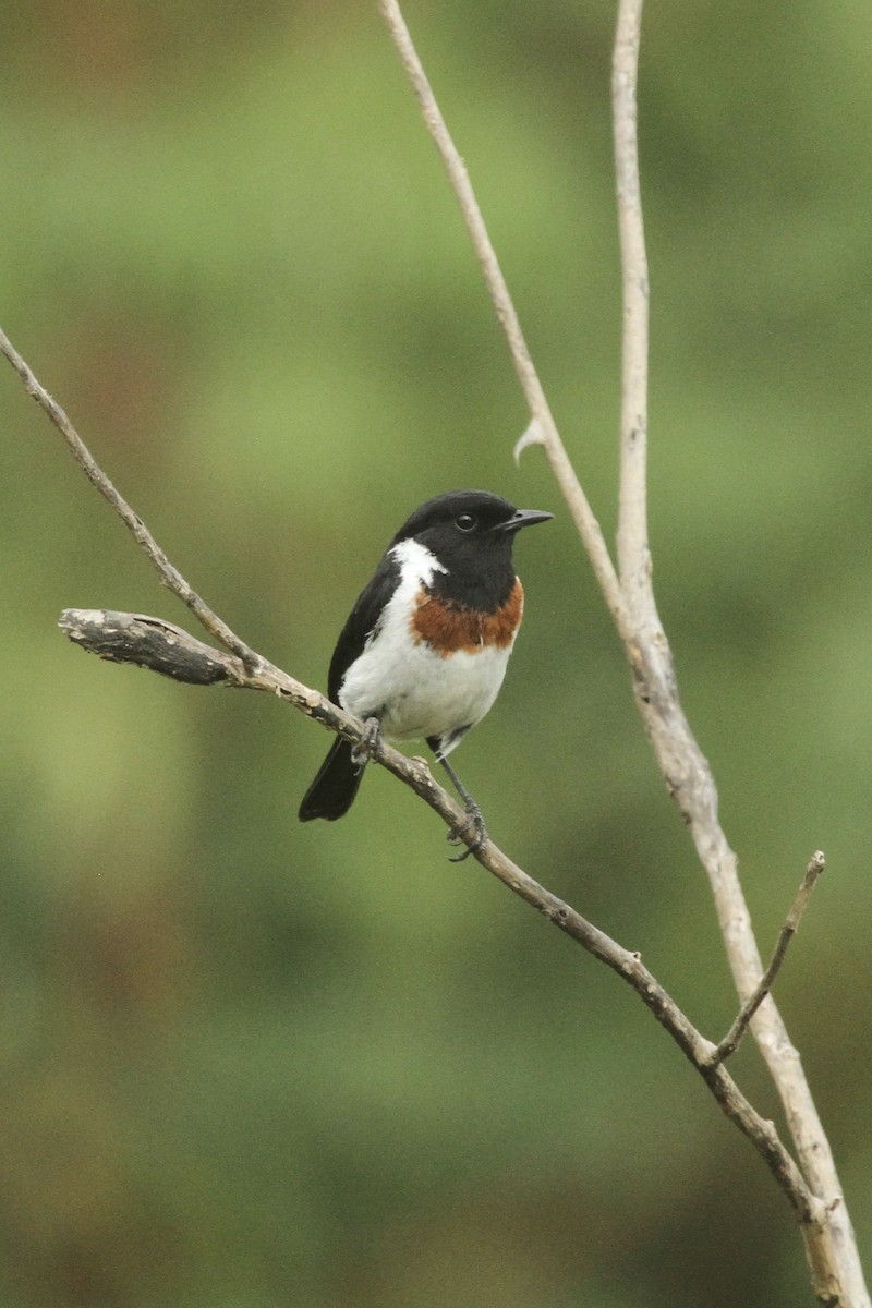 African Stonechat - ML621548971