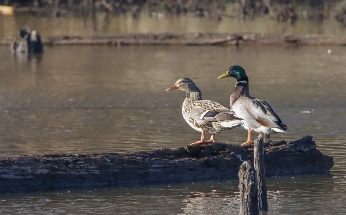 Mallard - ML621548972