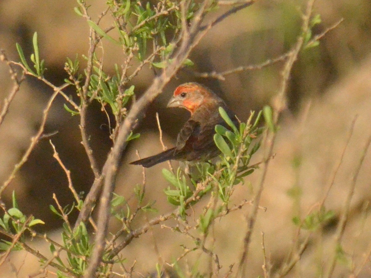 House Finch - ML621549099