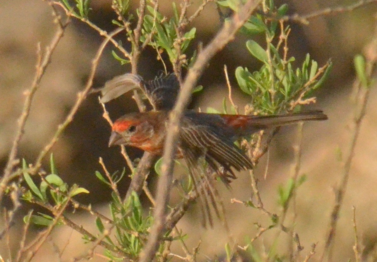 House Finch - ML621549100