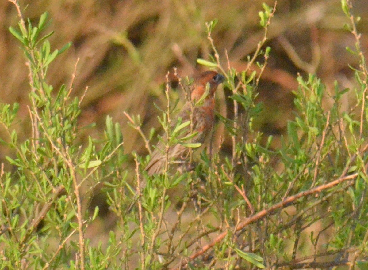 House Finch - ML621549101