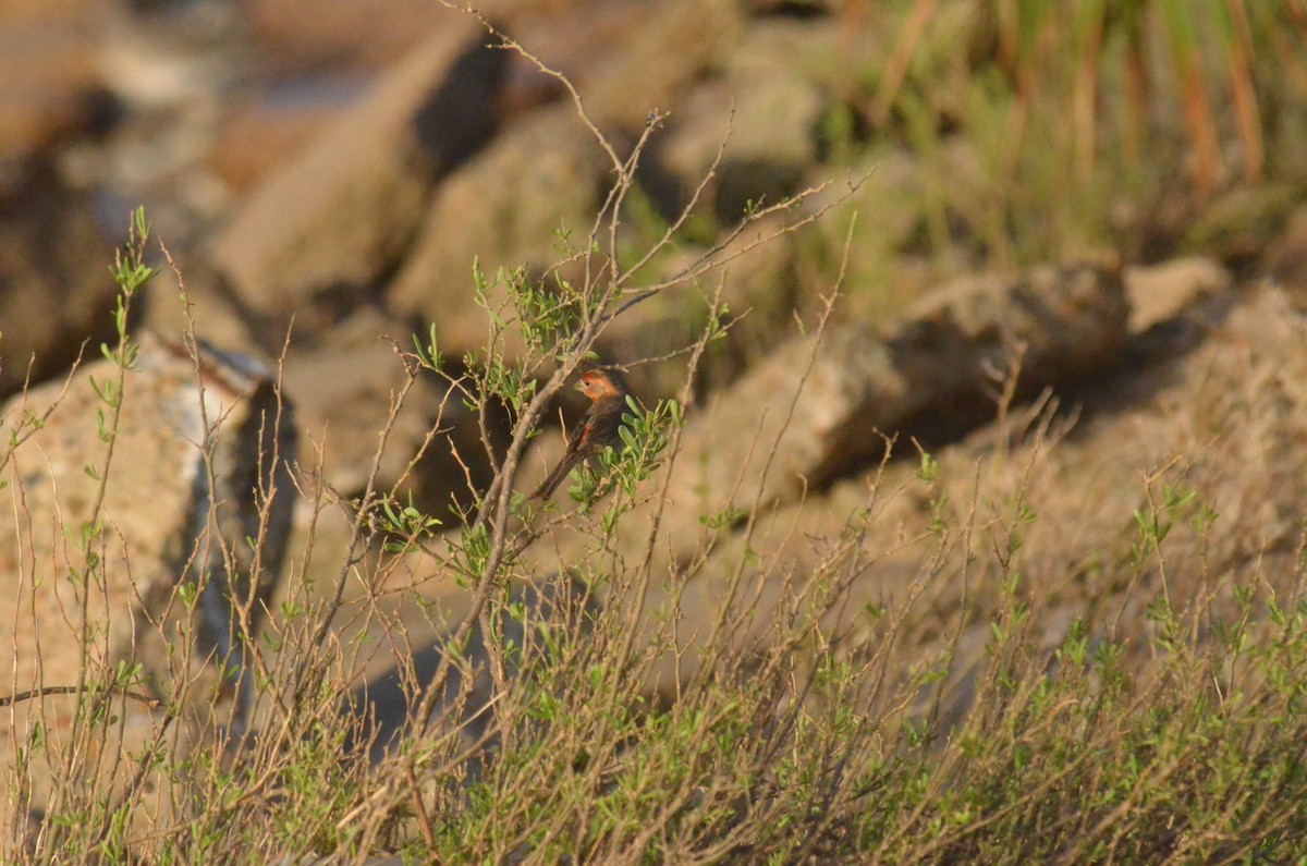 House Finch - ML621549105