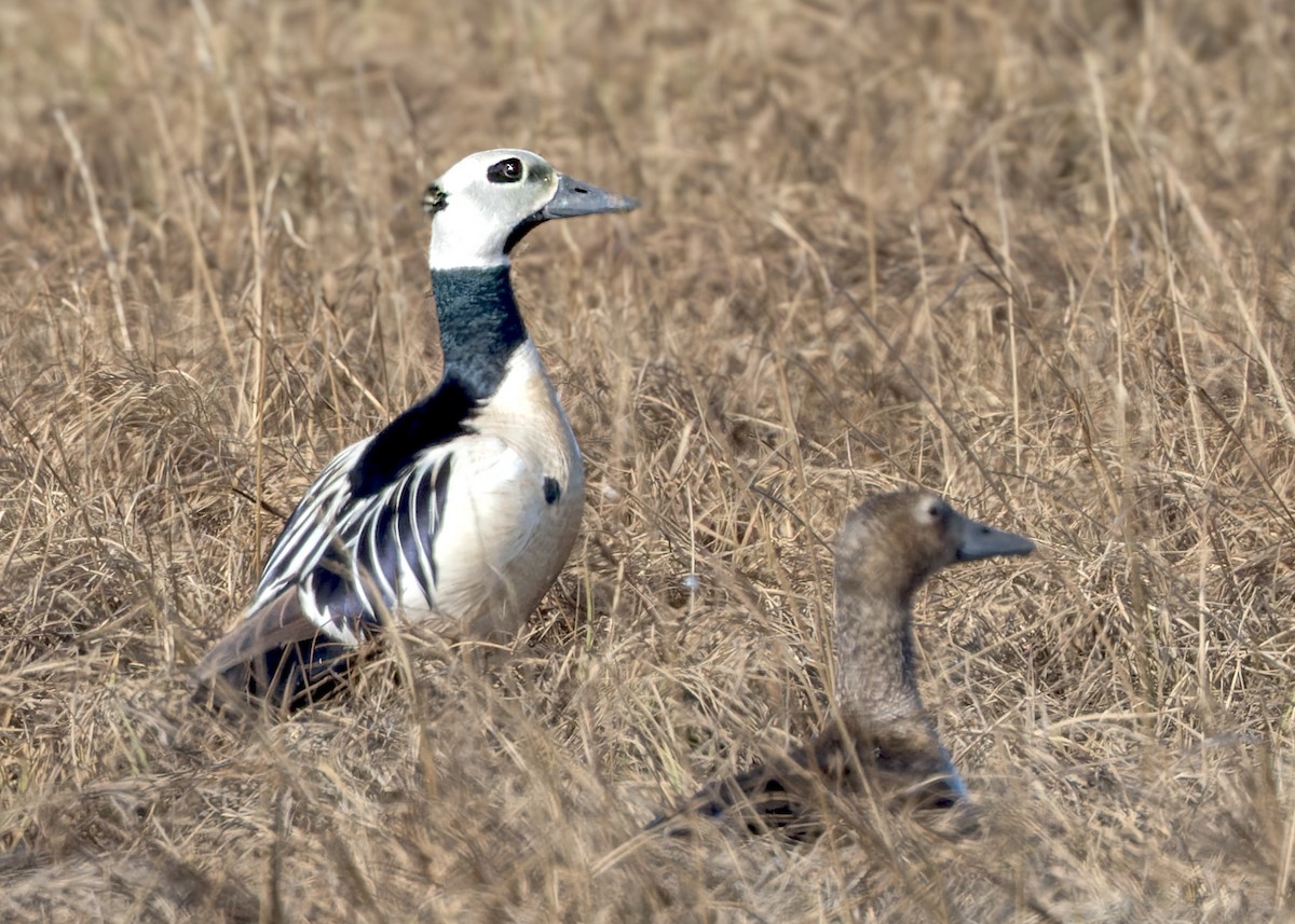 Steller's Eider - ML621549144