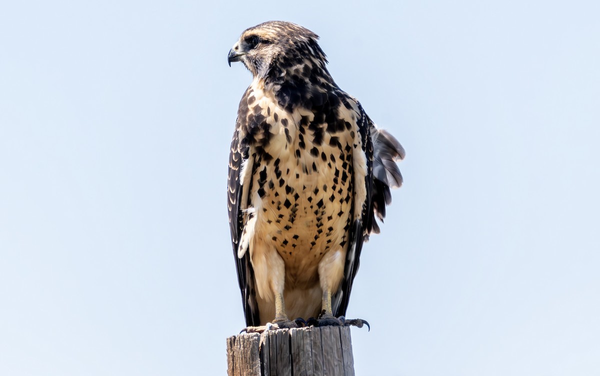 Swainson's Hawk - ML621549152