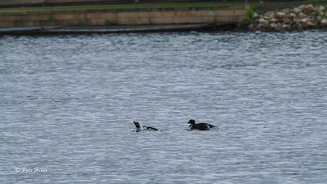 Common Scoter - ML621549174