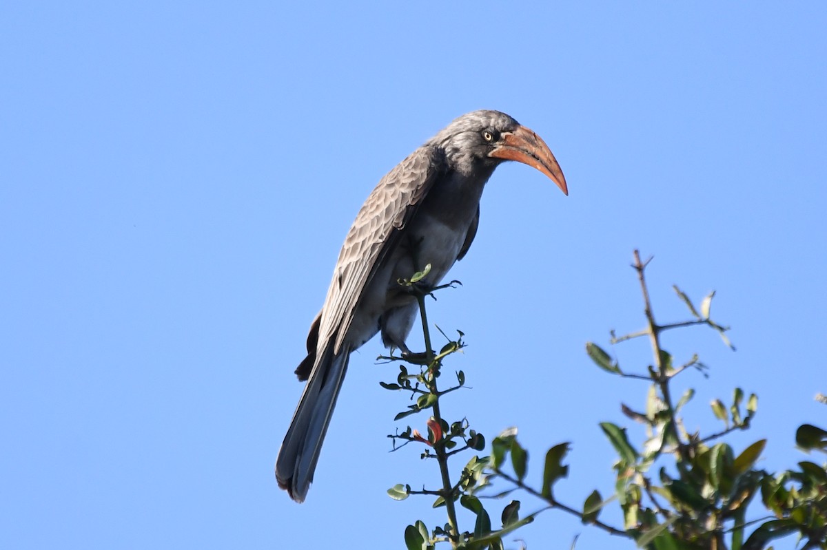 Bradfield's Hornbill - ML621549185