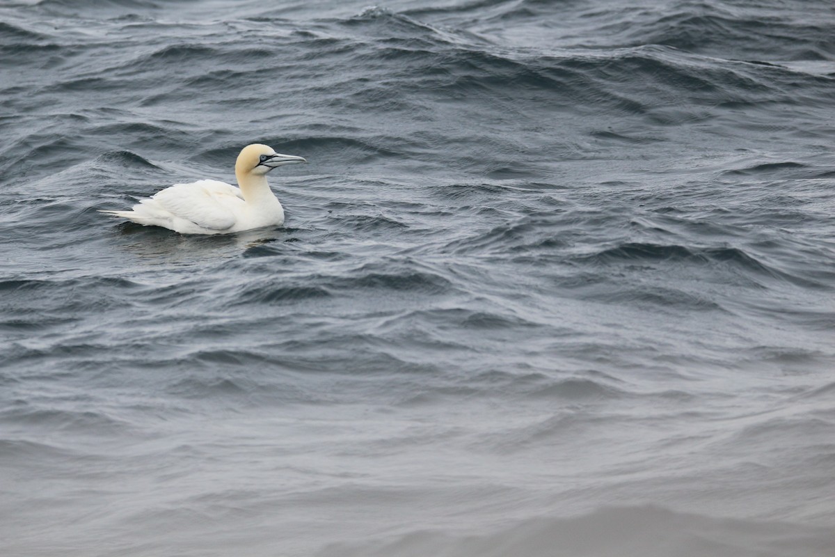 Northern Gannet - ML621549187