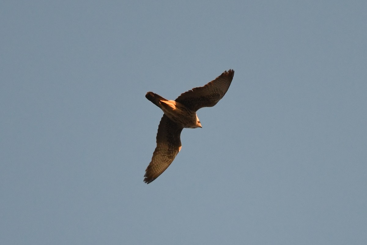 Lanner Falcon - ML621549192