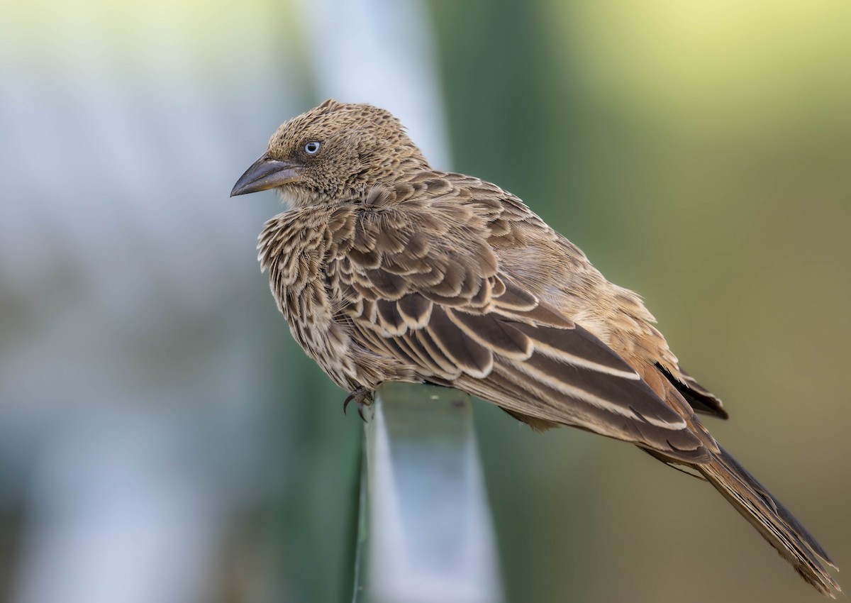 Rufous-tailed Weaver - ML621549269