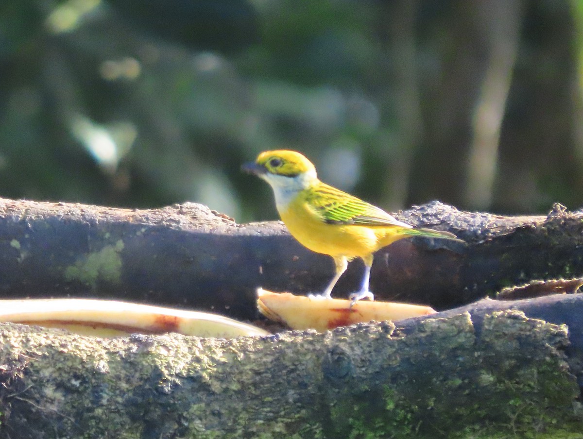 Silver-throated Tanager - ML621549297
