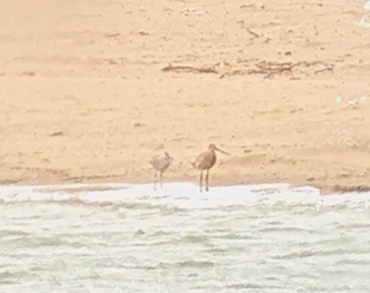 Marbled Godwit - ML621549356