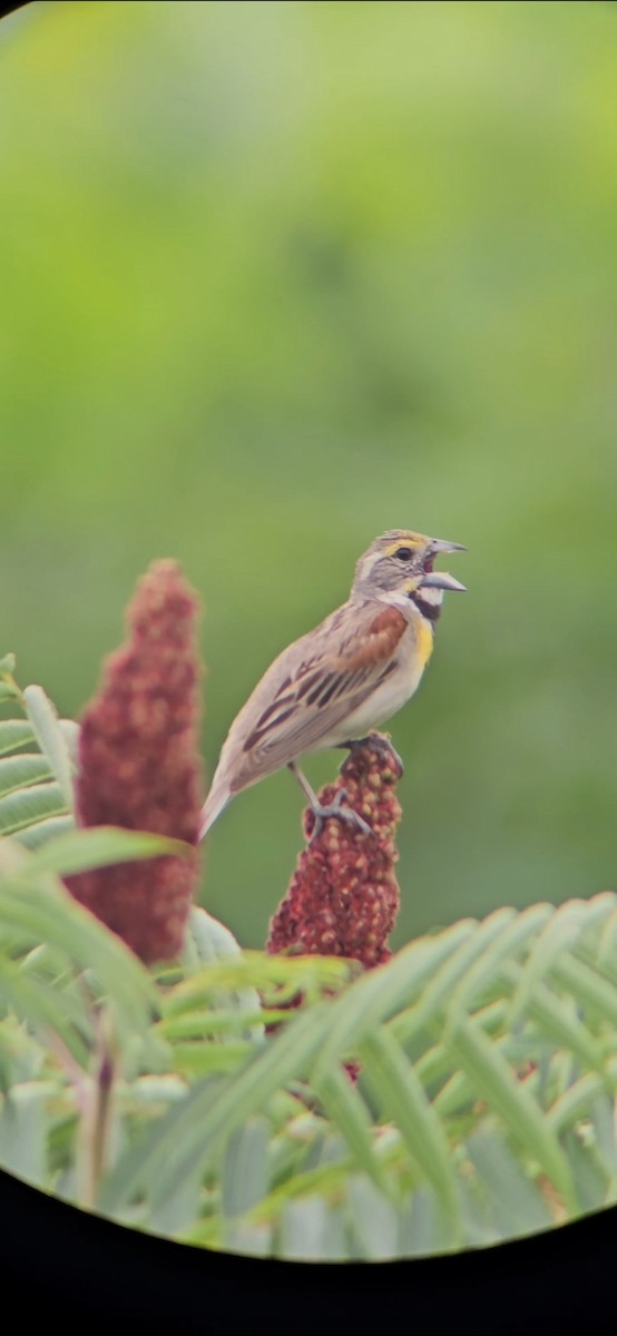 Dickcissel - ML621549419