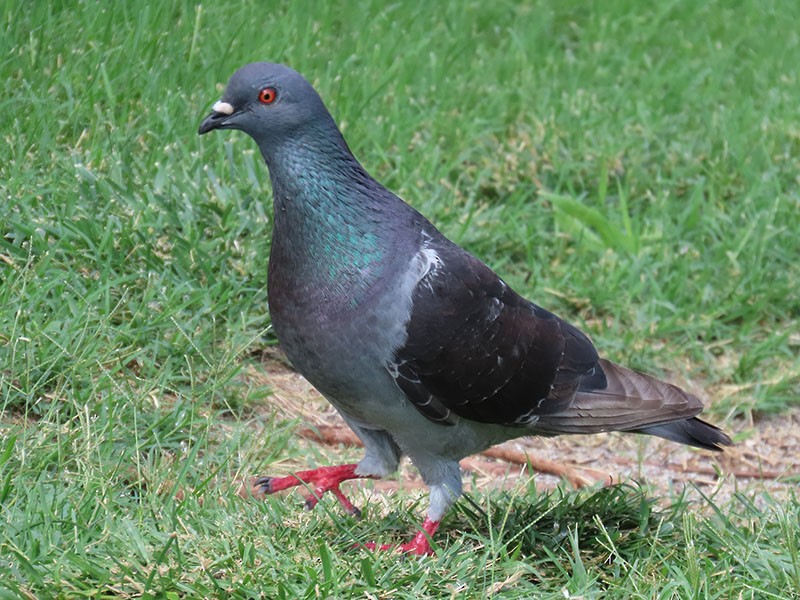 Rock Pigeon (Feral Pigeon) - ML621549472