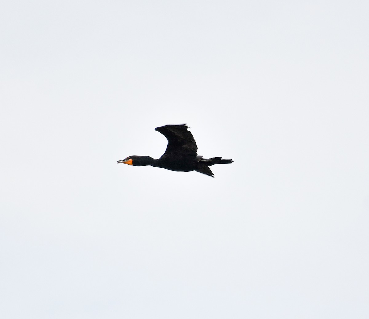 Double-crested Cormorant - ML621549474