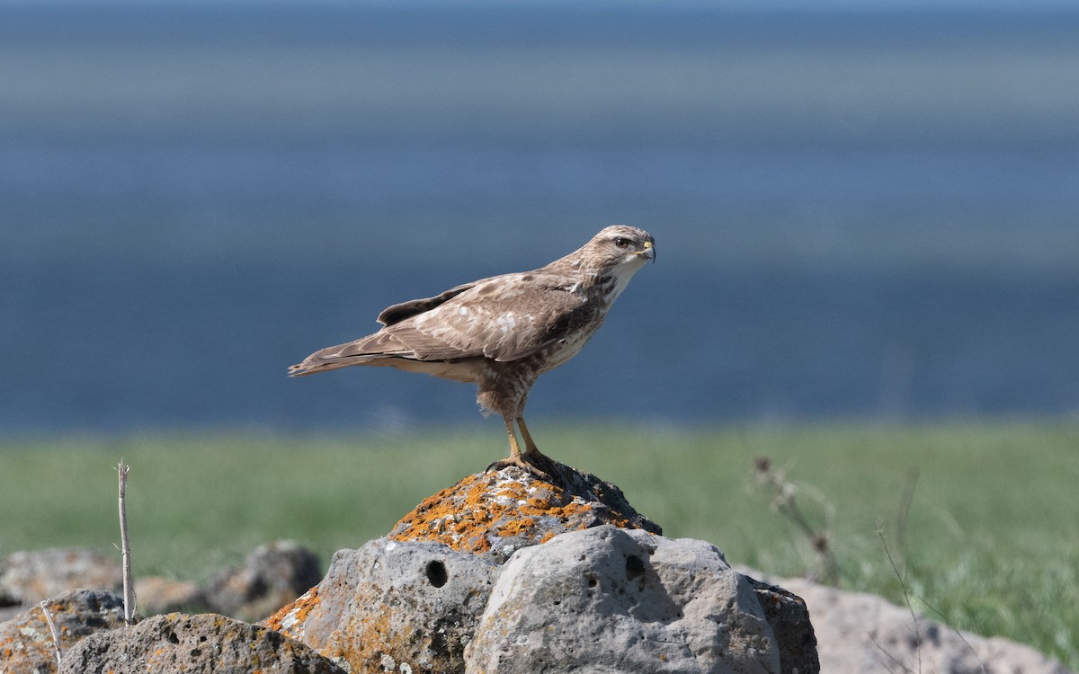 Common Buzzard - ML621549481