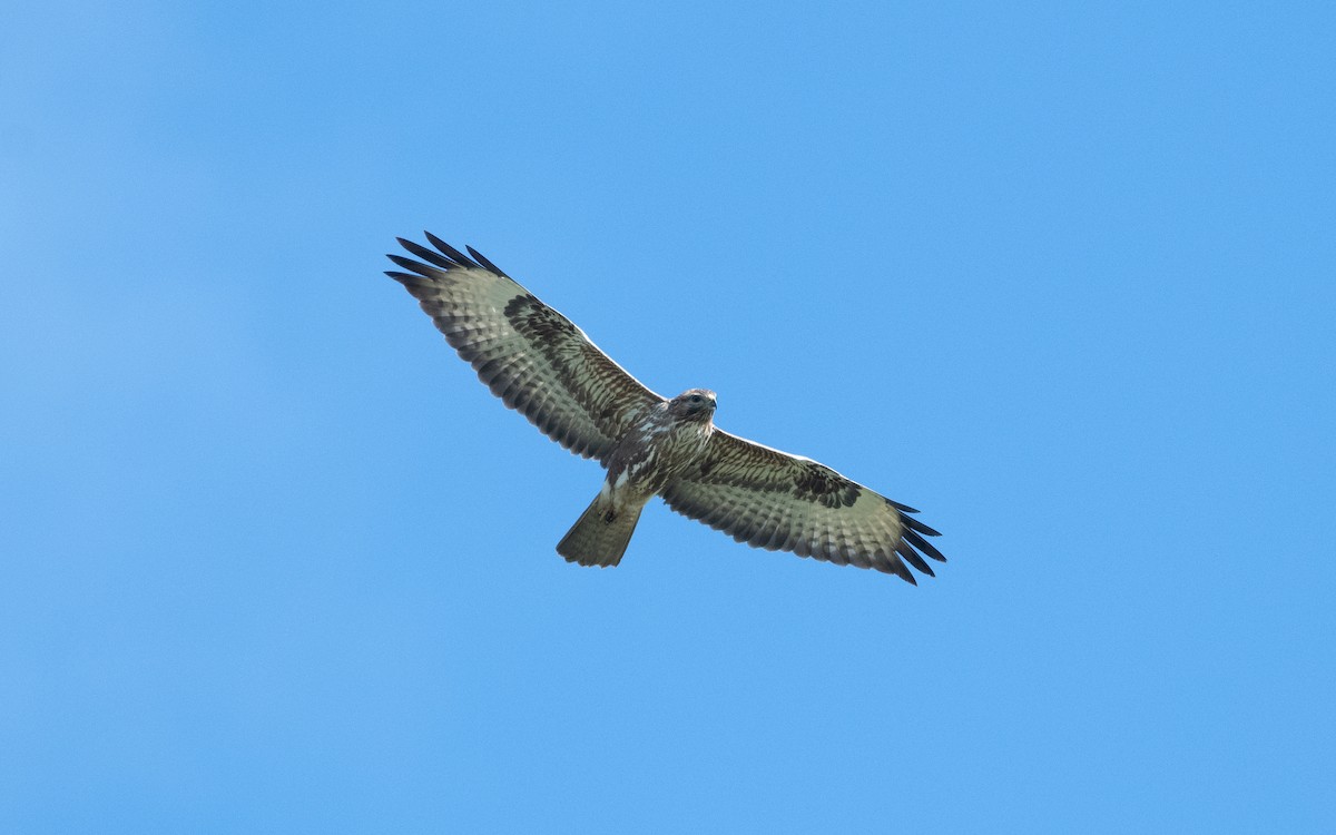 Common Buzzard - ML621549482