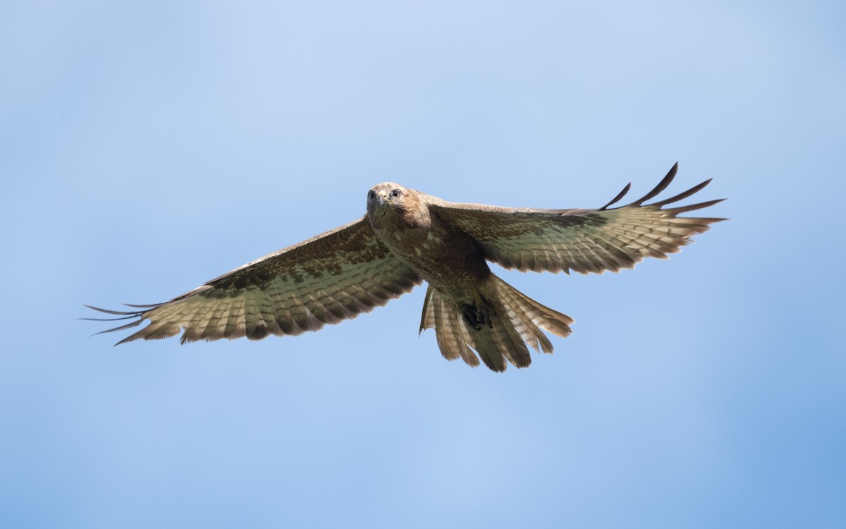 Common Buzzard - ML621549483