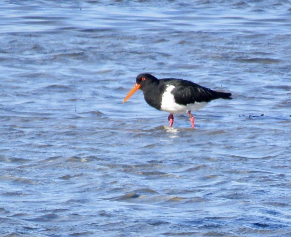 Pied Oystercatcher - ML621549512