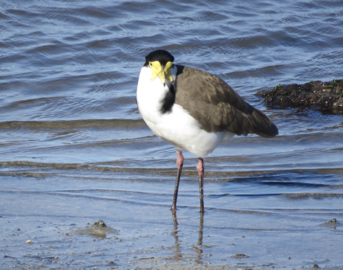 Masked Lapwing - ML621549524