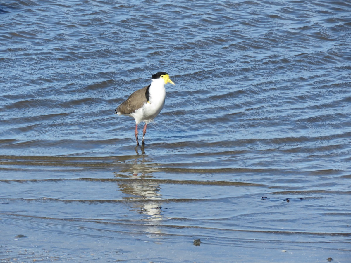 Masked Lapwing - ML621549525