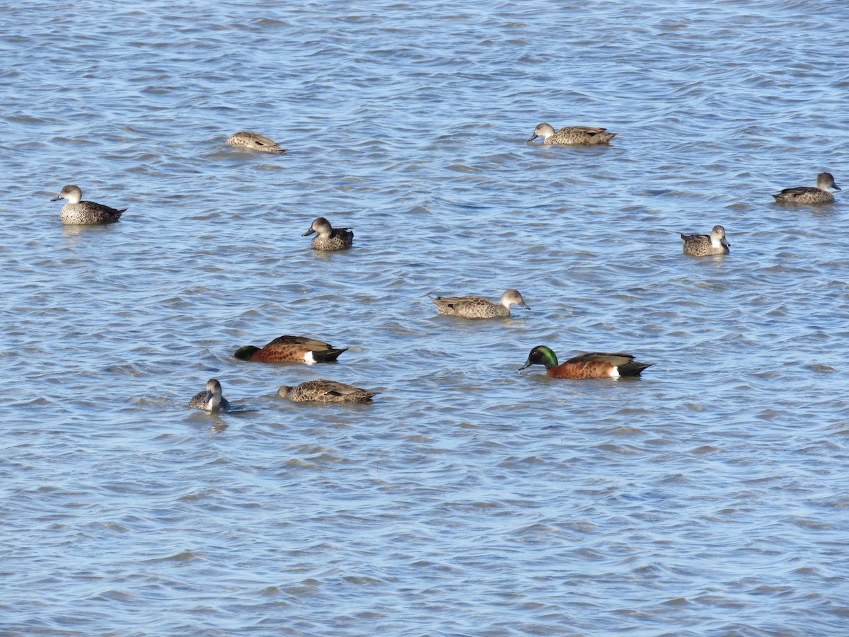 Chestnut Teal - ML621549537