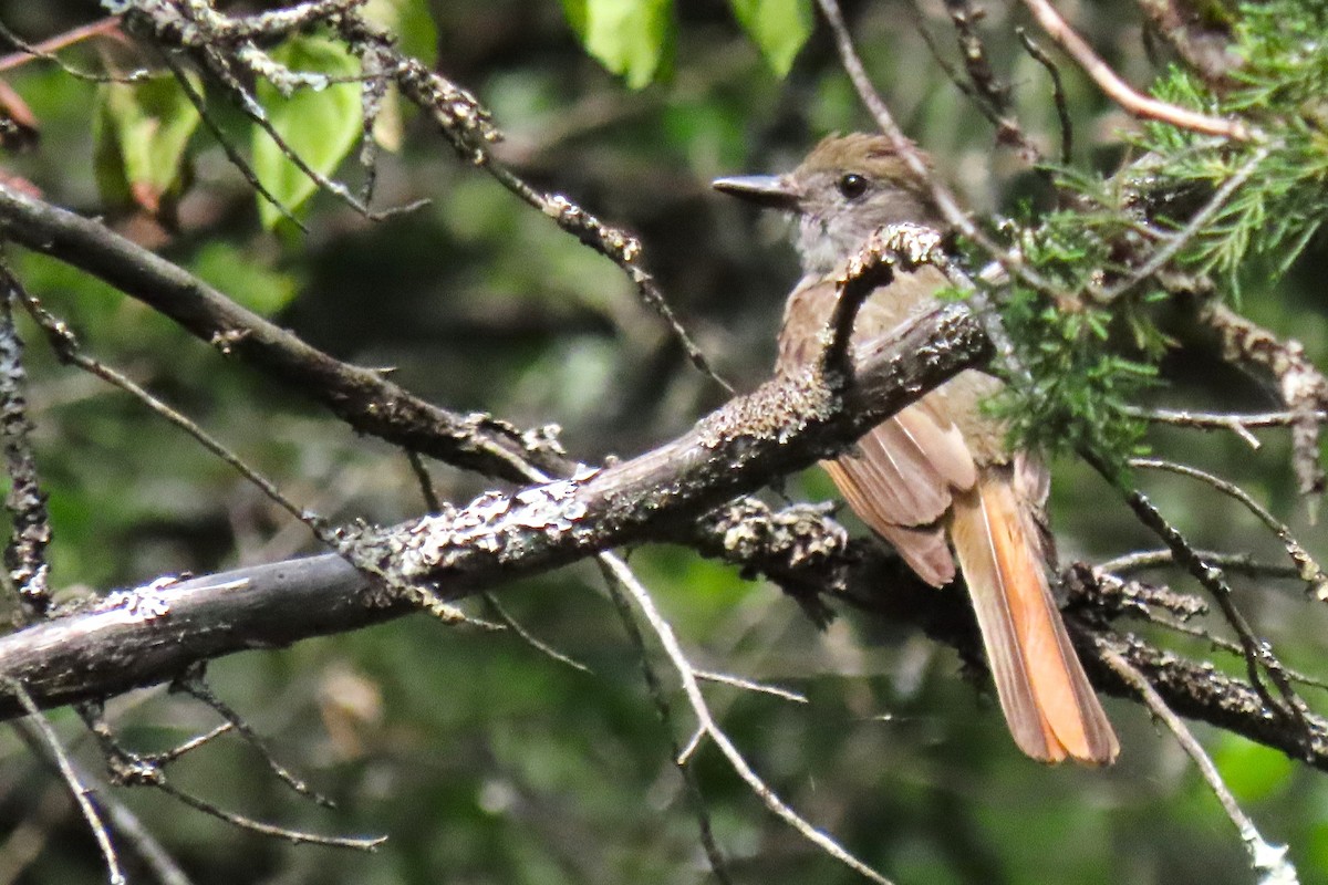 Great Crested Flycatcher - ML621549542