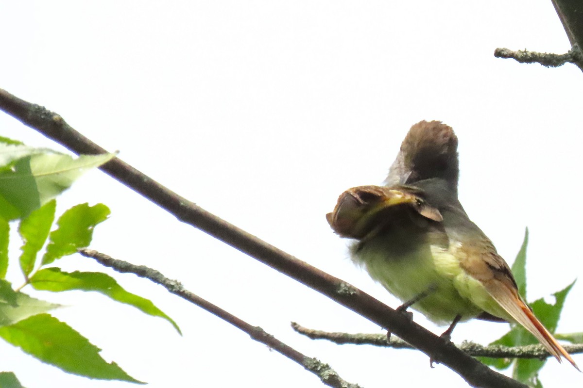 Great Crested Flycatcher - ML621549551