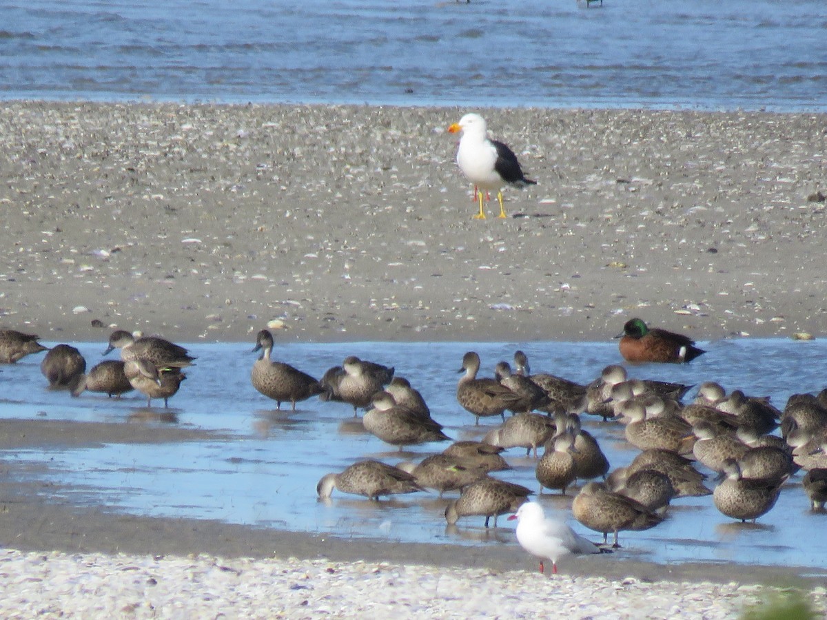 Pacific Gull - ML621549597