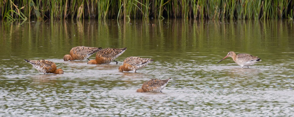 Uferschnepfe (limosa) - ML621549612