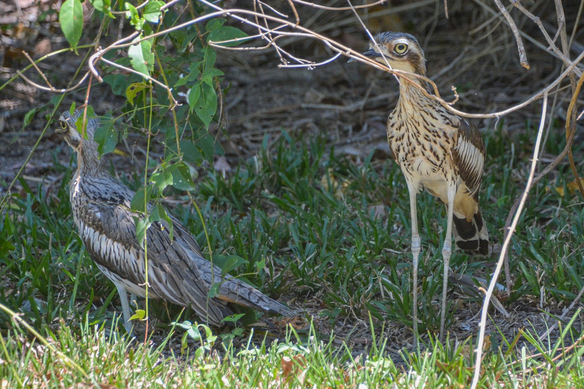 Bush Thick-knee - ML621549613