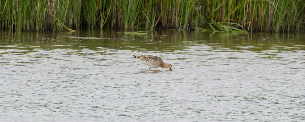 Uferschnepfe (limosa) - ML621549614