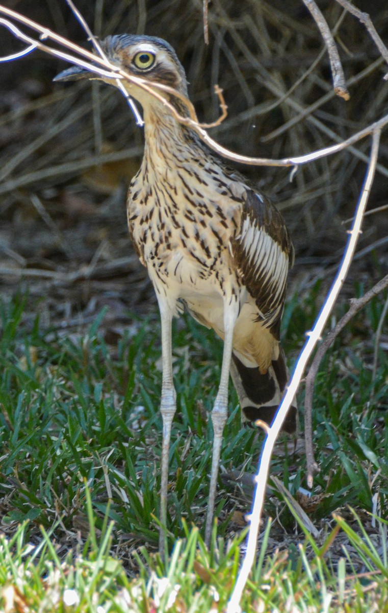 Bush Thick-knee - ML621549625