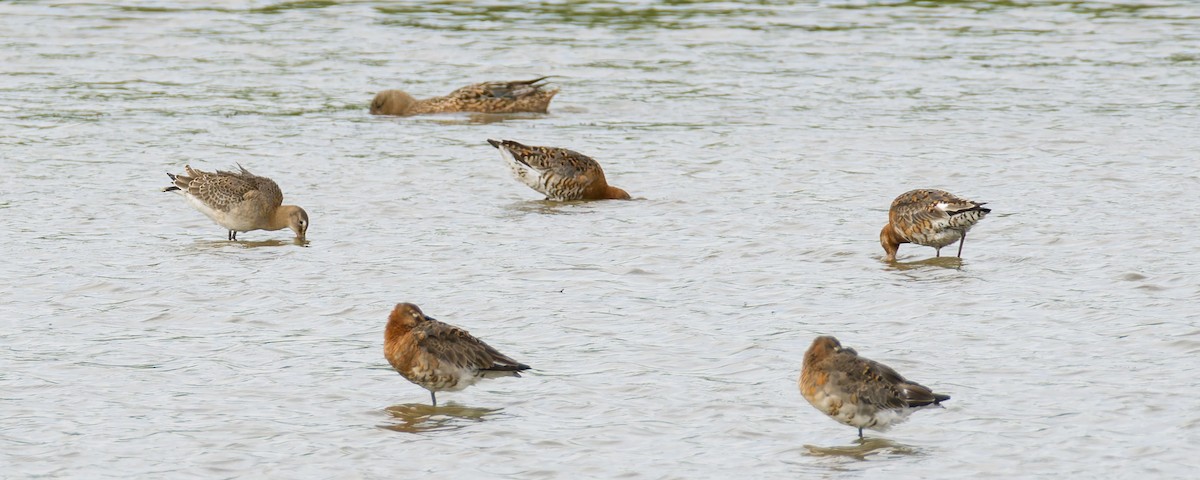 Uferschnepfe (limosa) - ML621549641