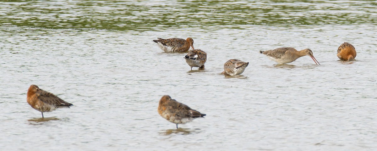 Uferschnepfe (limosa) - ML621549642